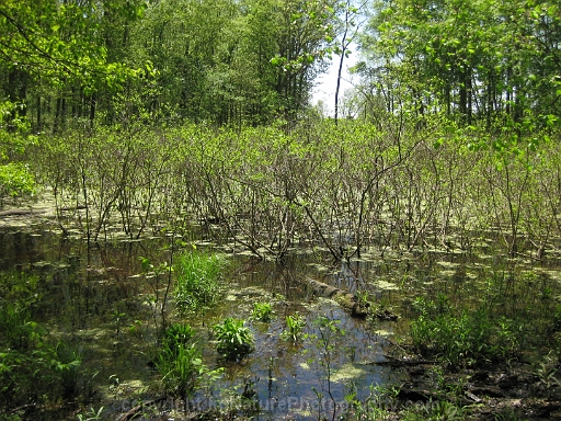 Shrub-Wetland-~-Photo-Location-01
