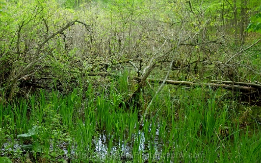 Shrub-Wetland-~-Photo-Location-02