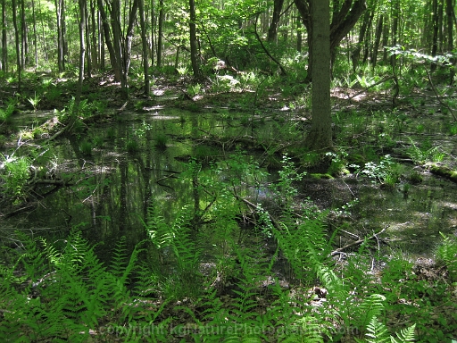 Forested-Wetland-~-Photo-Location-011