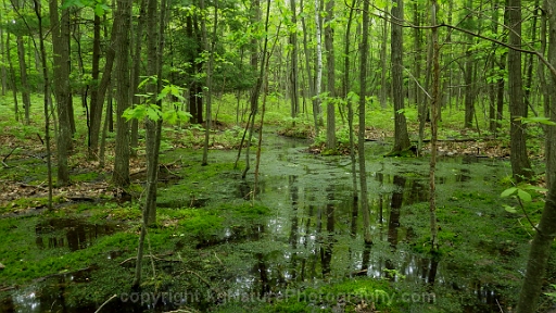 Forested-Wetland-~-Photo-Location-029