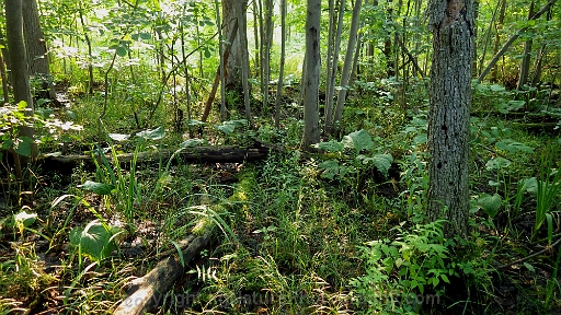 Forested-Wetland-~-Photo-Location-033