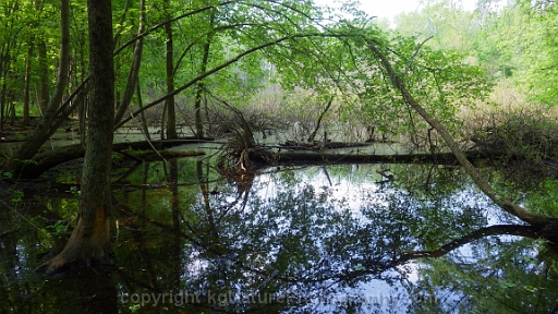 Forested-Wetland-~-Photo-Location-041