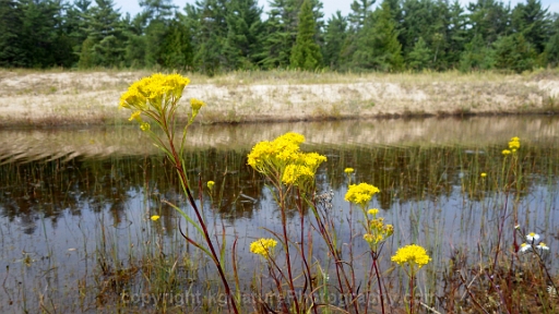 Wet-Meadow-Marsh-Complex-~-Photo-Location-004