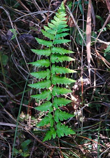 Dryopteris-cristata-~-crested-shield-fern