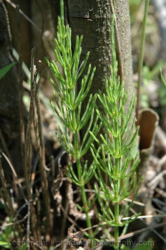 Equisetum-arvense-~-field-horsetail