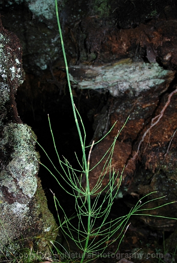 Equisetum-fluviatile-~-water-horsetail