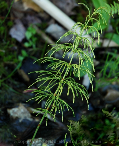 Equisetum-sylvaticum-~-woodland-horsetail