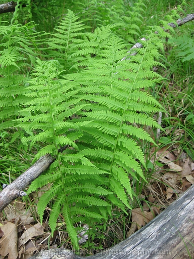 Thelypteris-noveboracensis-~-New-York-fern
