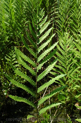 Woodwardia-virginica-~-Virginia-chain-fern