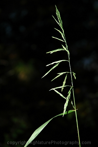 Cinna-arundinacea-~-sweet-wood-reedgrass