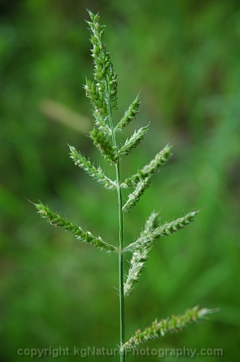 Echinochloa-crusgalli-~-barnyard-grass