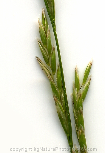Glyceria-borealis--~-northern-manna-grass
