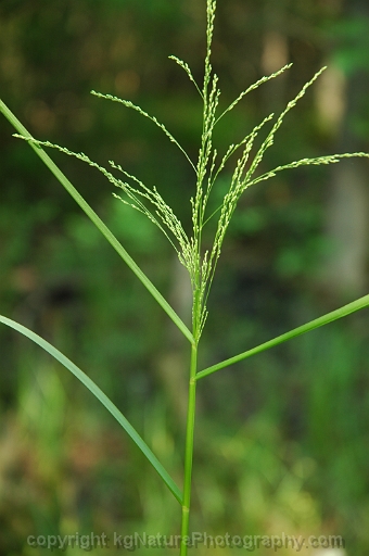 Glyceria-striata-~-fowl-manna-grass