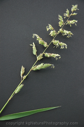 Phalaris-arundinacea-~-reed-canary-grass