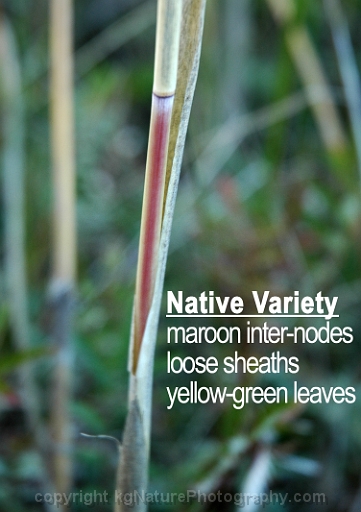 Phragmites-australis-~-common-reed-~-native-variety