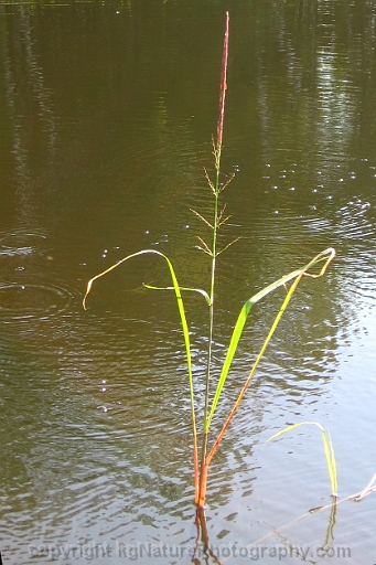 Zizania-palustris-~-northern-wild-rice