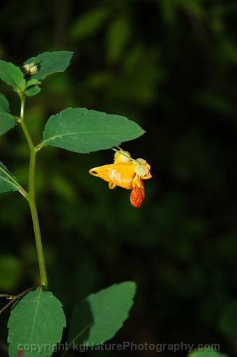 Impatiens-capensis-~-jewelweed