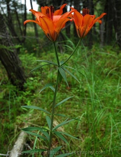 Lilium-philadelphicum-~-wood-lily
