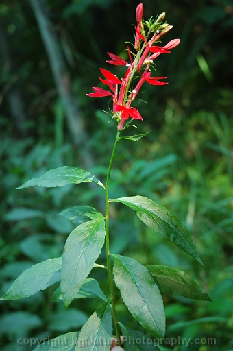 Lobelia-cardinalis-~-cardinal-flower