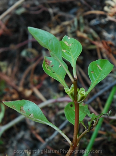 Ludwigia-palustris-~-water-purslane