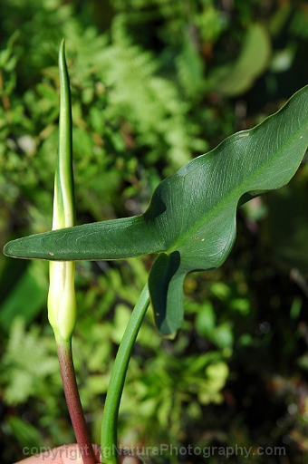 Peltandra-virginica-~-green-arrow-arum