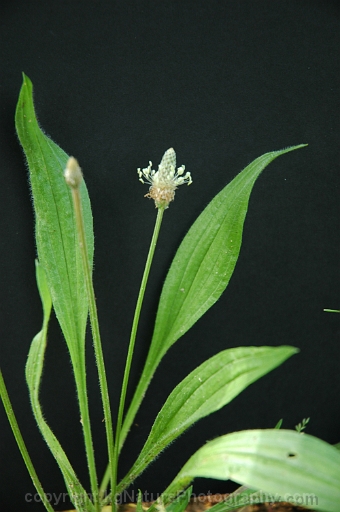Plantago-lanceolata-~-English-plantain-~-narrow-leaf-English-plantain