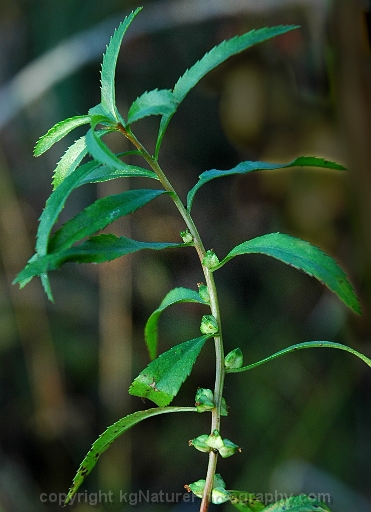 Proserpinaca-palustris-~-mermaid-weed