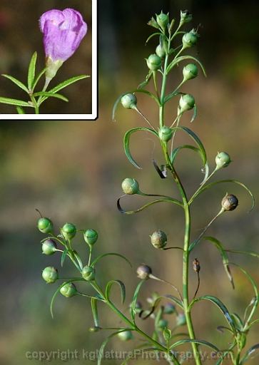 Agalinis-tenuifolia-~-common-false-foxglove