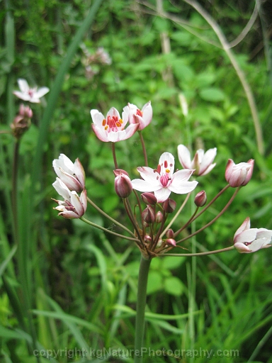 Butomus-umbellatus-~-flowering-rush