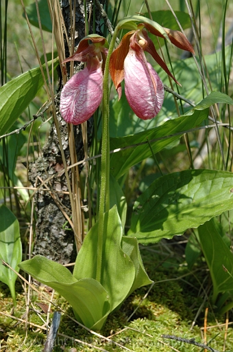 Cypripedium-acaule-~-pink-lady-slipper-orchid-~-moccasin-flower