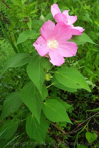 Hibiscus-moscheutos-~-rose-mallow