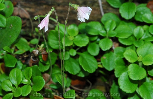 Linnaea-borealis-~-twinflower