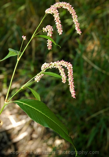 Persicaria-lapathifolia-~-nodding-smartweed