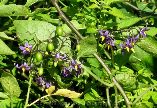 Solanum-dulcamara-~-bittersweet-nightshade