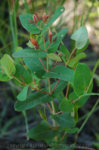 Triadenum-virginicum-~-Virginia-marsh-St-Johns-wort