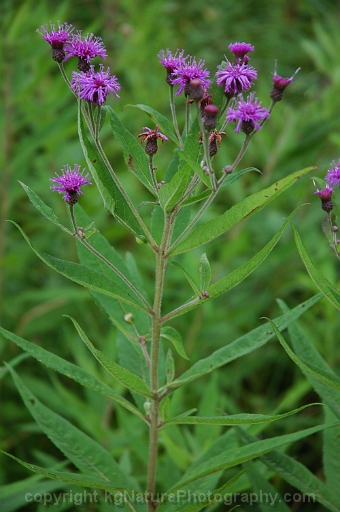 Vernonia-missurica-~-Missouri-ironweed