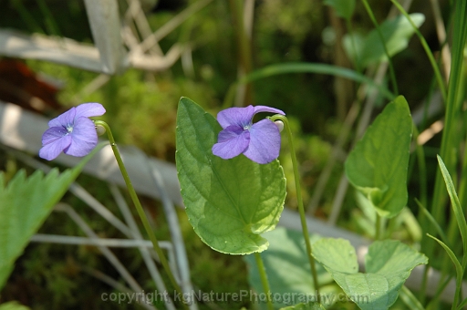Viola-cucullata-~-marsh-blue-violet