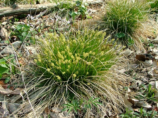 Carex-bromoides-~-bromelike-sedge