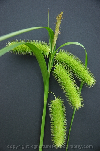 Carex-comosa-~-longhair-sedge