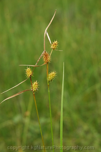 Carex-cryptolepis-~-northeastern-sedge