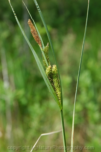 Carex-emoryi-~-Emorys-sedge