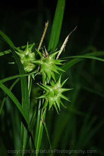 Carex-grayi-~-morningstar-sedge-~-Grays-sedge