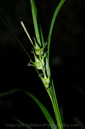 Carex-intumescens-~-greater-bladder-sedge