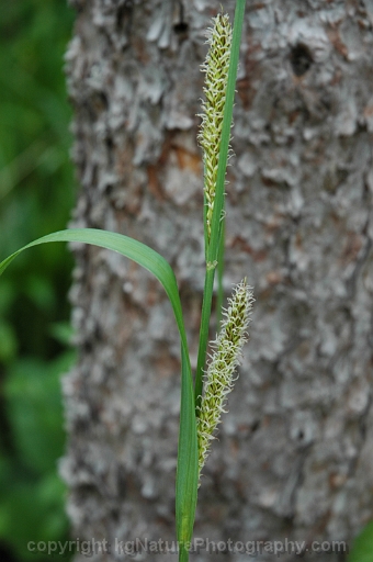 Carex-lacustris-~-lake-sedge