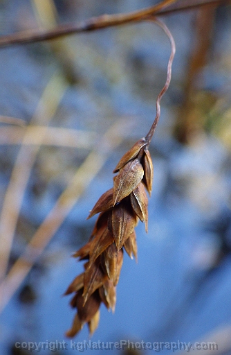 Carex-limosa-~-bog-sedge
