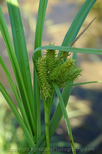 Carex-lupuliformis-~-false-hop-sedge