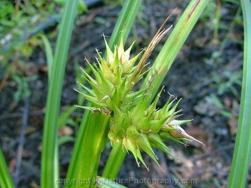 Carex-lupulina-~-hop-sedge
