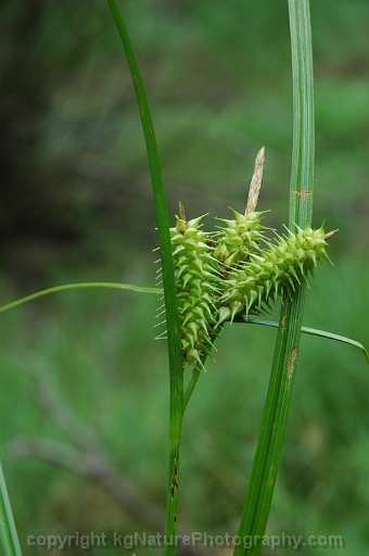 Carex-retrorsa-~-retrorse-sedge