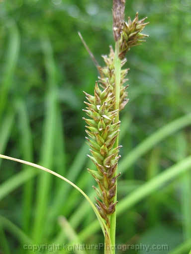 Carex-scabrata-~-eastern-rough-sedge