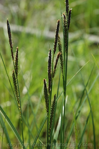 Carex-stricta-~-upright-sedge
